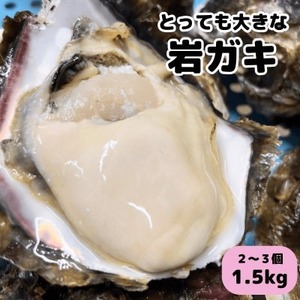 先行予約 XXLサイズ!天然岩牡蠣/特上1.5kg(2～3コ/殻付き生食用)CAS冷凍カキ