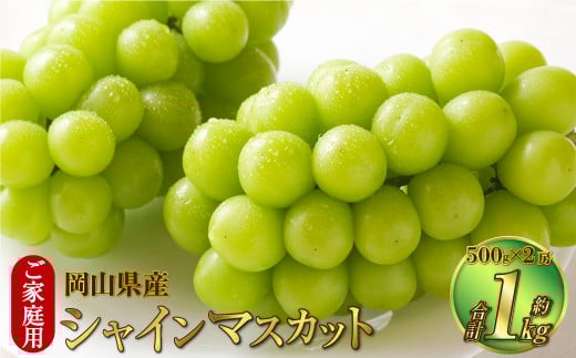 ご家庭用 岡山県産 シャインマスカット 晴王 約1kg（500g×2房）【2026年8月下旬～11月下旬迄発送予定】 果物 くだもの フルーツ ぶどう ブドウ 葡萄 マスカット