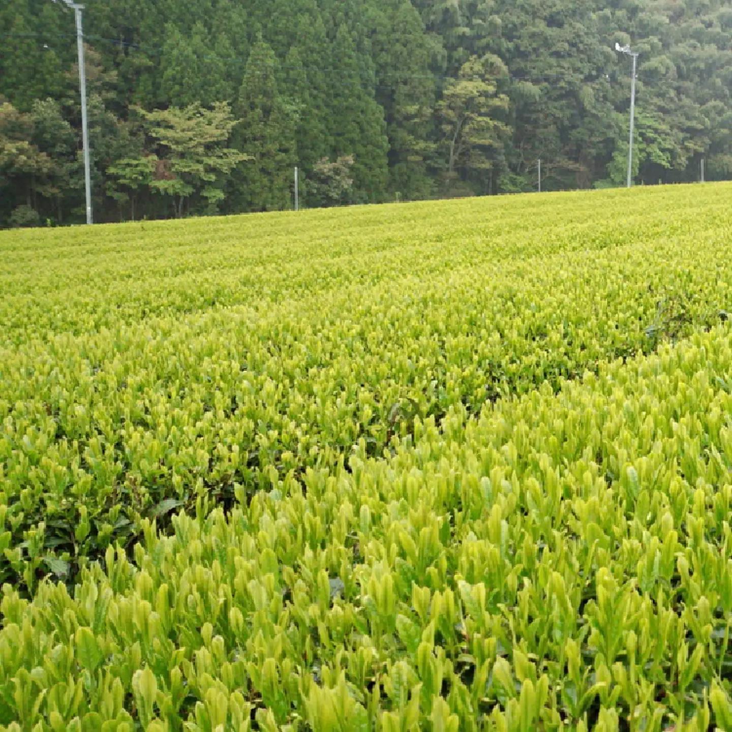 うれしの茶 上撰 100g × 5袋 嬉野茶 緑茶 茶葉 _z-54