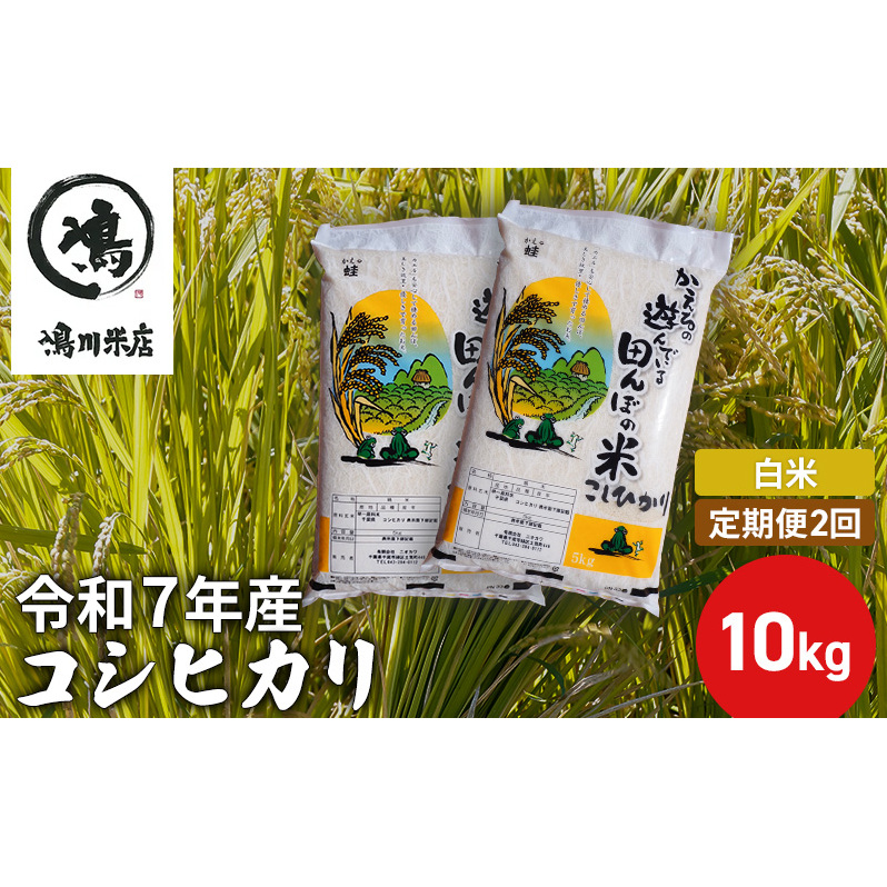 【定期2ヶ月】新米 コシヒカリ　白米　10kg（5kg×2）令和7年産 お米 銘柄米 ご飯 おにぎり お弁当 和食 食卓 精米 国産 千葉県産 産地直送 