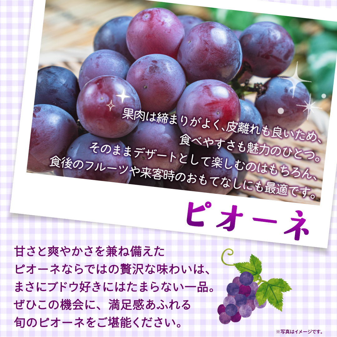 ピオーネ 約2kg （約4房）【2026年8月より発送開始】（茨城県共通返礼品 [ぶどう]：結城市産） ぶどう ブドウ 葡萄 ピオーネ高級 国産 黒ぶどう 旬 お取り寄せ フルーツ 希少品種 デザート