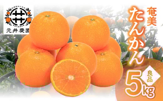 奄美たんかん良品（家庭用）5kg　A086-004