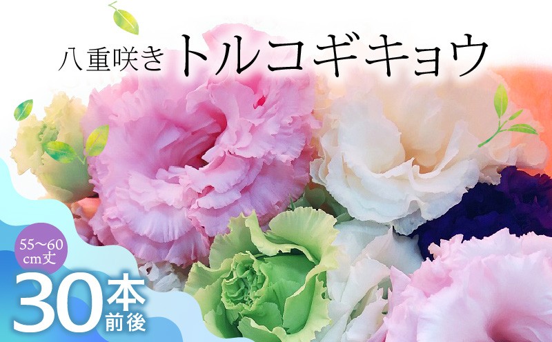 
                  生花 八重咲きトルコギキョウ 60cm規格 30本前後_生花 八重咲きトルコギキョウ 60cm 30本前後 三色 おまかせ ホワイト ラベンダー ブルー 上品 希少品種 種類豊富 自社農場栽培 春出し 秋出し 暖房管理 水分管理 仏壇用 花のある暮らし 花持ち良い 福岡県 久留米市 送料無料_Hf023
                