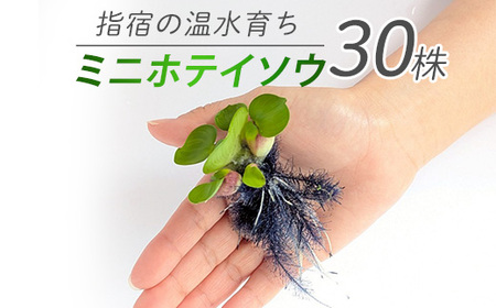 10営業日以内に発送 温水育ち ミニホテイソウ 30株 otofarm IB148-008 ※北海道・沖縄・離島配送不可※ 水槽 水槽