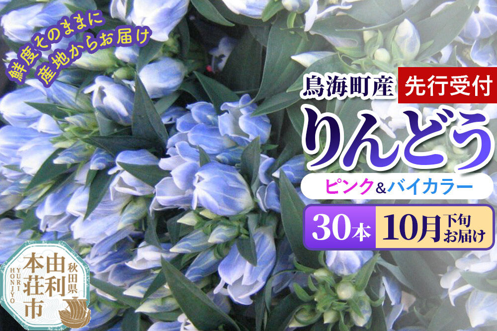 《先行受付》【10月下旬お届け】鳥海町産 りんどう 30本 ピンク バイカラー [りんどう リンドウ 竜胆 花 生花 仏花 切り花 ギフト 贈答 インテリア フラワー 秋田県 由利本荘市 鳥海町産]