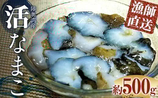 活なまこ 約500g (3～5本) ※生食可 【琉宝丸】 漁師直送 なまこ ナマコ 海鼠 魚介 青森県 平内町 東北 陸奥湾 むつ湾 F21J-241