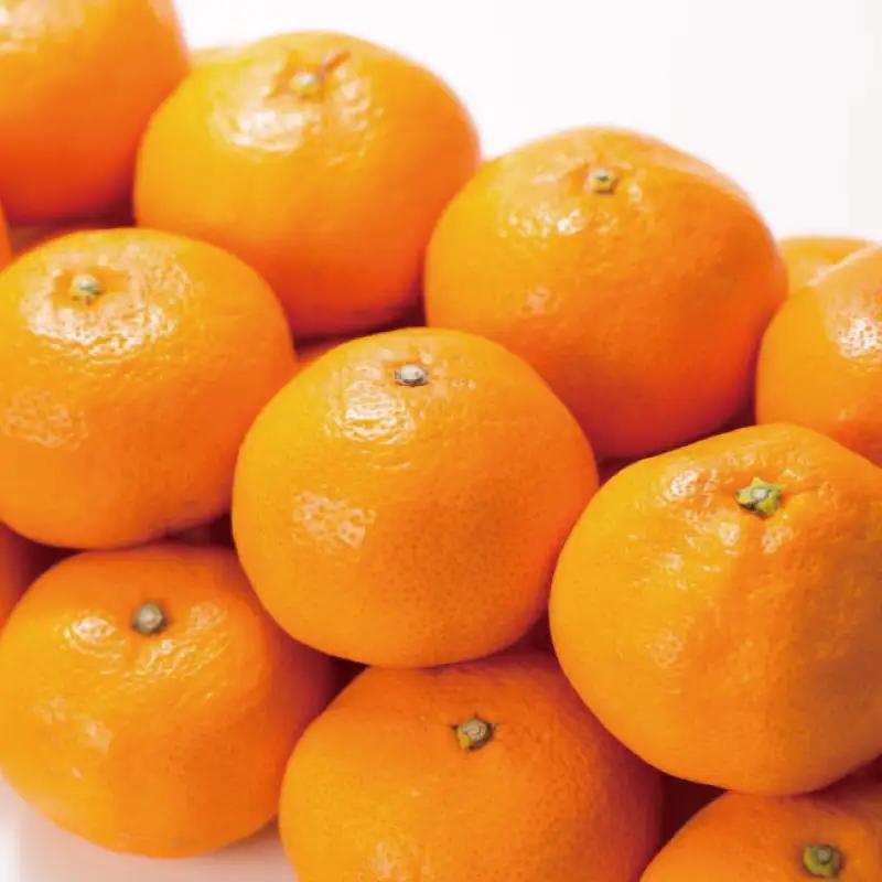 ブランド有田みかん【S】秀品10kg ／産地直送／薄皮で甘い美味しい和歌山県産／紀伊国屋文左衛門本舗　2026年11月上旬～2027年1月中旬頃に順次発送予定（お届け日指定不可）【ntb143C】