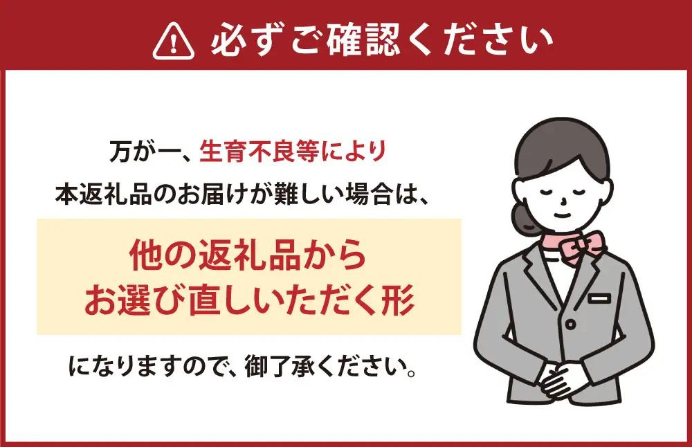 熊本県産晩白柚 1玉入り 【2026年12月下旬発送開始】 みかん ミカン 柑橘 果物 くだもの フルーツ