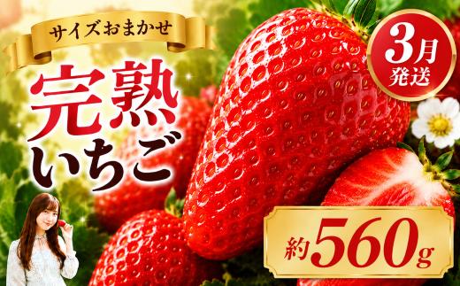 いちご【先行予約】【2027年3月以降発送】とちあいか いちご サイズおまかせ 大人気！ 最旬とちあいか 約250g×2パック 560g【栃木県 真岡市産】いちご 果物 イチゴ 苺 旬 産地直送 国産