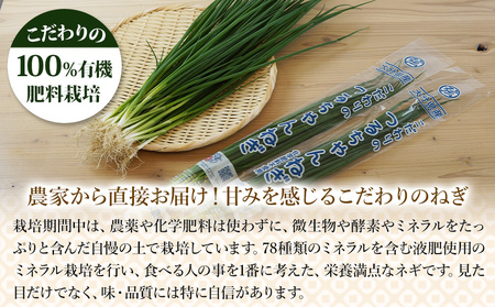 ネギしゃぶセット(つるちゃんねぎ・黄金の鍋つゆ・青柚子こしょう) 野菜 葱 ねぎ 調味料 鍋の素 手作り ゆずこしょう 薬味 鍋 しゃぶしゃぶ 九州産 中津市 熨斗対応可