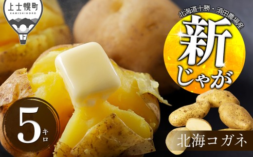 2026年産 先行予約 北海道産 新じゃが ホッカイコガネ 5kg 北海道 上士幌町 須田農場 野菜 秋野菜 じゃがいも ジャガイモ 馬鈴薯 北海こがね 産地直送  ◆2026年9月下旬発送開始予定 ［008-V82］