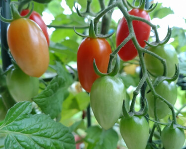 【5月発送】ミニトマトアイコ(松トマト) 約2kg（S・M・Lサイズおまかせ）