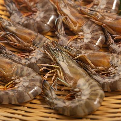ふるさと納税 防府市 【山口県防府市向島産】吟醸海老750g |  | 02