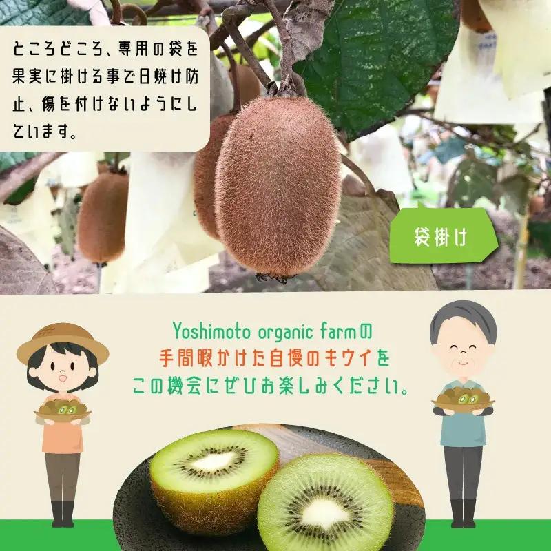 未追熟キウイフルーツ 扁平型 36玉(約3.7kg)_2753R