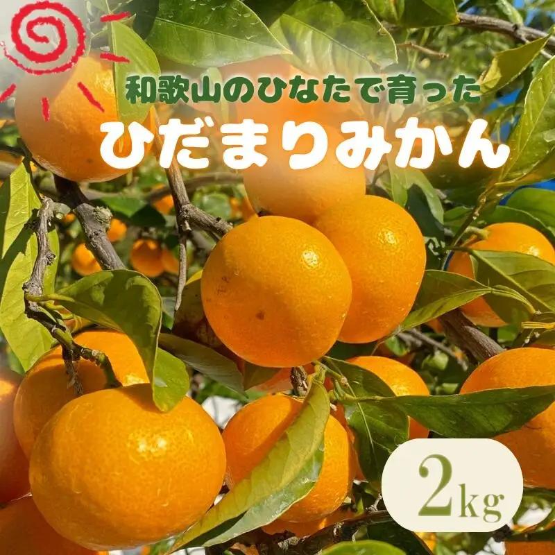【先行予約】日向屋 ひだまりみかん　2kg(箱込み） ※2026年12月頃に順次発送予定【期間限定・2026/11/30まで】 / 田辺市 みかん 期間限定 先行予約 ミカン 和歌山 紀州【hnt014】