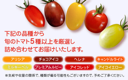トマト ミディトマト 詰め合わせ 800g トマト トマト トマト トマト トマト [YDE002]