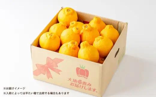 ハウス不知火おでこ 4.5kg 熊本県 果物 くだもの フルーツ 熊本県産 国産 柑橘系 柑橘類 不知火 おでこ ミカン みかん ハウス栽培 贈り物 プレゼント ギフト 贈答 【 2026年12月上旬