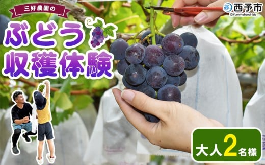 ＜三好農園のぶどう収穫体験チケット（大人2名様プラン）＞ 宇和ぶどう 葡萄 ブドウ 収穫 ぶどう狩り デラウェア ハニービーナス ブラックオリンピア ピオーネ シャインマスカット 巨峰 旅 トラベル 観光 特産品 西予市観光物産協会 愛媛県 西予市