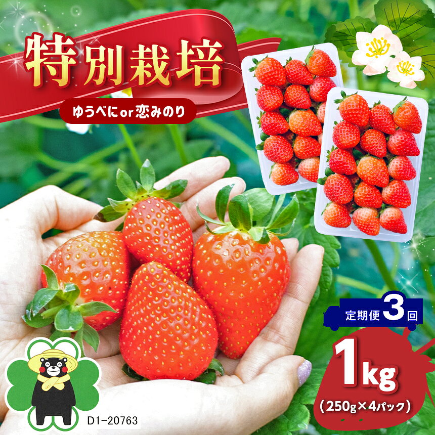 【ふるさと納税】【 定期便 3回 】 特別栽培 いちご 約 1kg ゆうべに or 恋みのり 玉名 熊本県産 1キロ×3回 送料無料