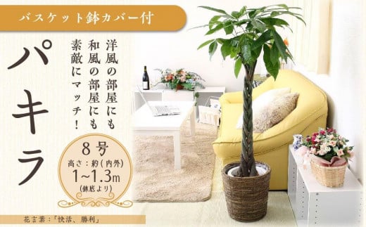 
            パキラ 8号 ブラウンバスケット鉢カバー 土の表面:ウッドチップ 【観葉植物 植物 パキラ 8号 バスケット 鉢付 インテリア 部屋 室内 オフィス 癒し エコ グリーン マイナスイオン リラックス オシャレ おしゃれ ギフト プレゼント 贈り物 人気 おすすめ  福岡県筑前町 送料無料 AG028】
          