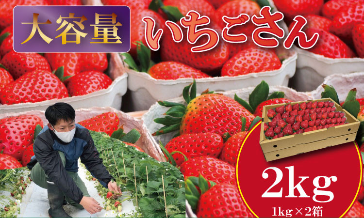 
            【先行予約令和8年2月配送開始】大容量いちごさん  1kg×２箱（2,000g）ふるかわ農園 イチゴ  大中小 サイズ 優品等級 苺 大量 段ボール配送 加工品用
          