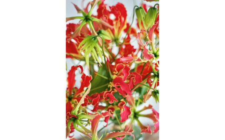 《定期便 3ヵ月》生花グロリオサ花束 ブーケ 初回花瓶付【らんまん 花 植物 お花 アレンジメント 高知 人気 おすすめ 送料無料】