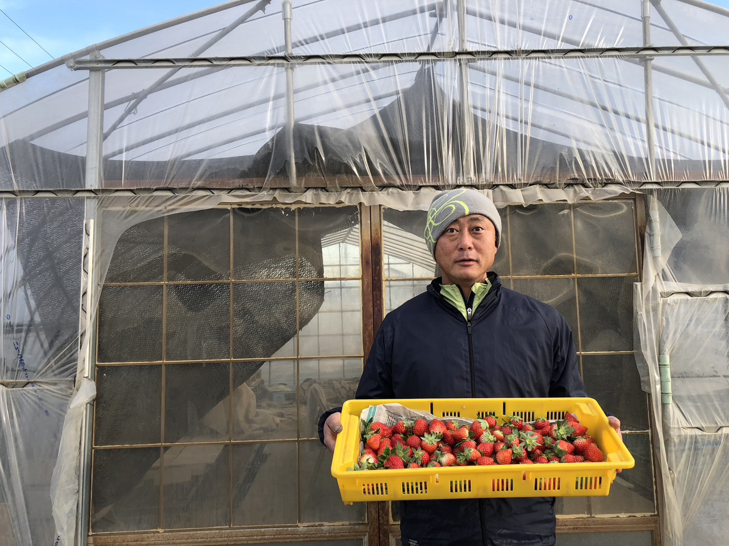 【わたしが作っています！】
川島町の粘土質の肥沃な土壌に、有機質たい肥をたっぷり混ぜて作ったいちごは、濃厚で甘い苺になります！