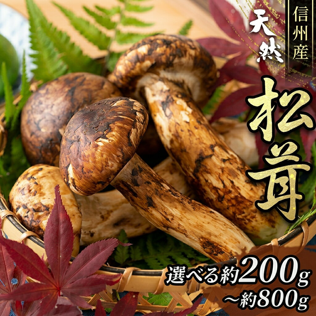 【ふるさと納税】信州産「天然松茸」選べる（約200g～約800g） 野菜 きのこ まつたけ　お届け：2026年9月下旬頃より順次発送