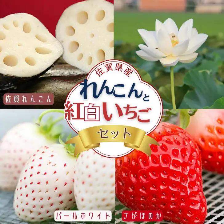 【2027年発送】佐賀県産 れんこんと紅白いちごのセット 苺 イチゴ 蓮根：B240-008