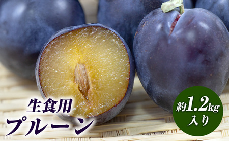 2026年産 生食用プルーン約1.2kg入り 果物 フルーツ ビタミン ミネラル 食物繊維 ポリフェノール 生プルーン 