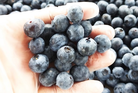 【2024年先行予約】7月～9月発送！農家秘蔵の極甘ブルーベリー　中粒1kg（250g×4パック）