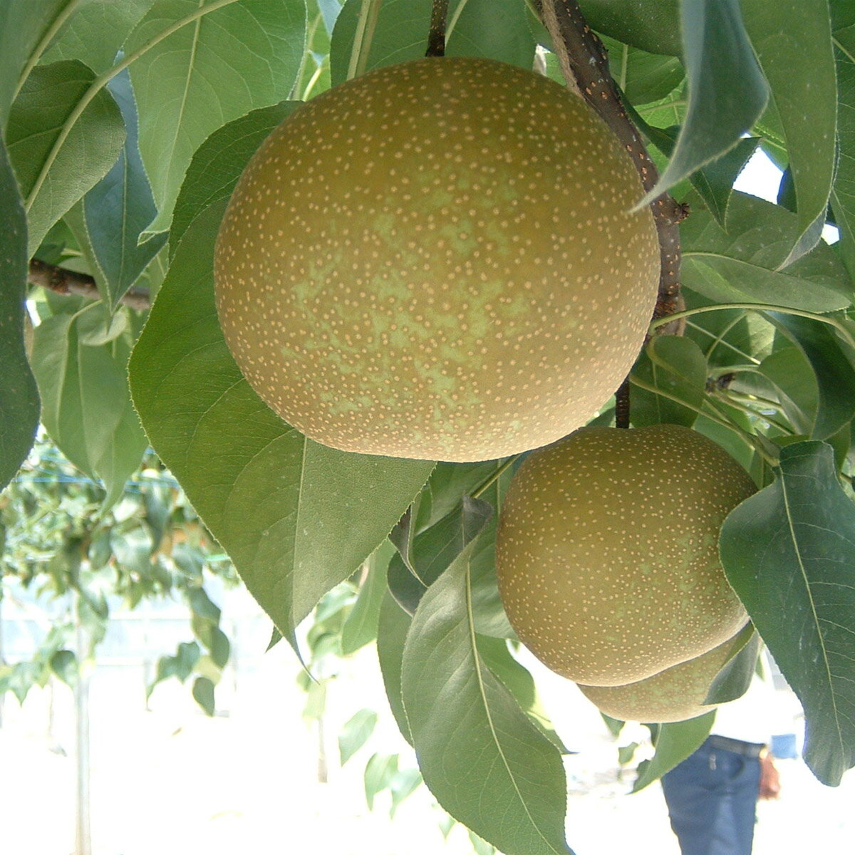 【ふるさと納税】《数量限定》幸田町産「梨」5kg ( 10〜12玉 ) 箱入り なし ナシ 梨 フルーツ 果物 愛知県 ギフト ※8月下旬〜9月中旬発送予定 ※着日時指定不可 ※北海道・沖縄・離島への発送不可