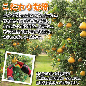 デコポン 不知火 約 5kg L 18個 または 2L 12個 みかん 蜜柑 柑橘 ジュース フルーツ 果物 デザート ケーキ アイス シャーベット ゼリー スイーツ お菓子 ギフト 送料無料 徳島県
