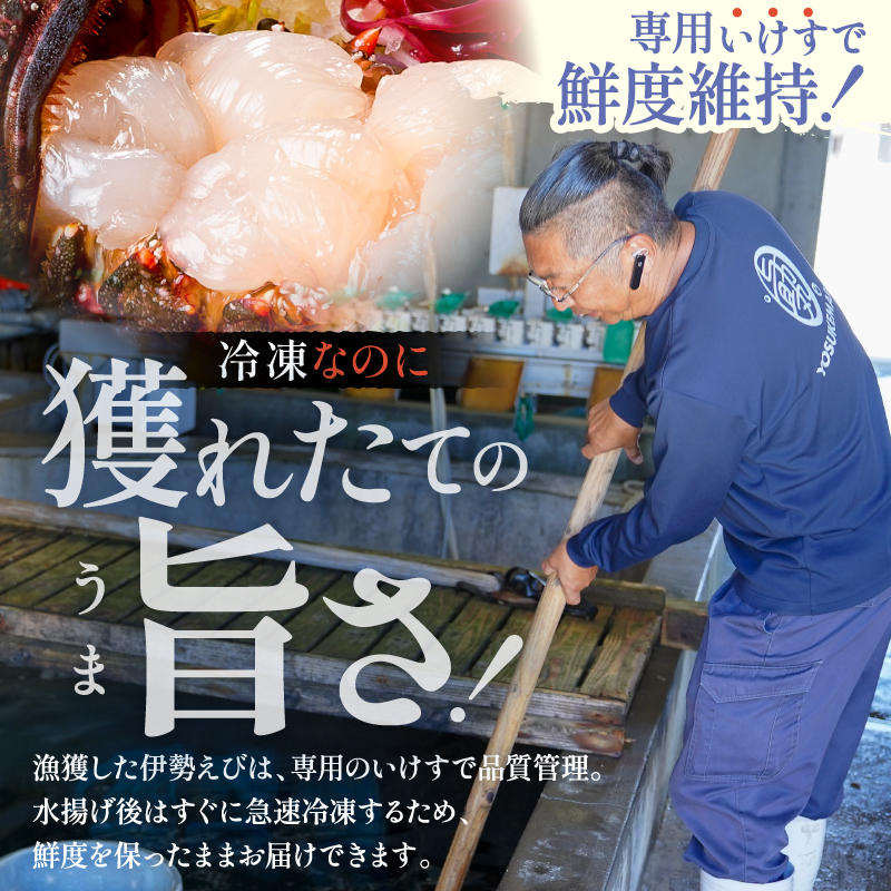 【天然】甘み凝縮！活〆冷凍伊勢海老900ｇ以上（300ｇ×3尾） 