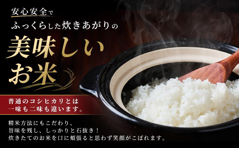令和7年度米 新潟市産 越後金四郎コシヒカリ（特別栽培米）5kg