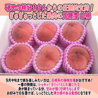 《2026年発送　先行受付》桃 『白桃系さくら』 約2kg 5～8玉 朝もぎ 直送! 選び抜かれた桃【配送不可地域：離島】