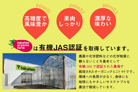 オーガニックミニトマト（サンタスティ）約1.5kg 甘い 濃い 旨味 安心 栄養 リコピン 高糖度 やみつき おやつ 縦長 フルーティー サラダ 有機栽培 化学肥料不使用 オーガニック 野菜 お取り寄