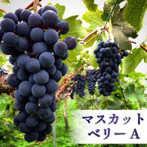 ワイン cuvee RYUO 2021 キュベリュウオウ 1本 750ml 赤 ワイン ライト ボディ 辛口 マスカット ベリー ギフト 日本ワイン 酒 プレゼント 贈り物 ギフト ヒトミワイナリー 