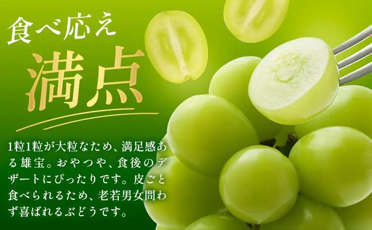 雄宝1房《8月下旬-9月下旬頃出荷予定》雄宝ぶどう果物フルーツ贈り物お取り寄せフルーツ 【配送不可地域あり】(離島)