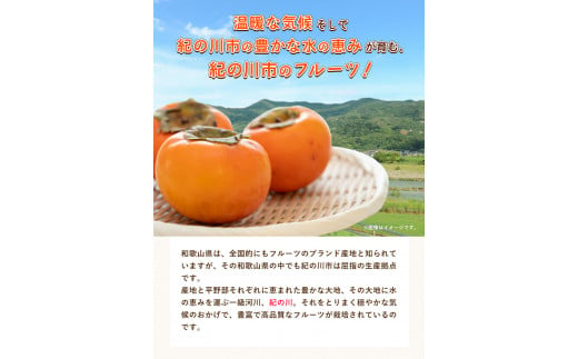 あんぽ柿大10個セット紀の里農業協同組合《90日以内に出荷予定(土日祝除く)》柿果物フルーツ---wsk_jakanpo_90d_22_12000_10c---