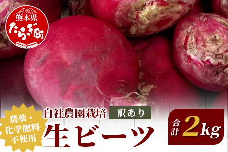 【訳あり】熊本県産 生 ビーツ 2kg スーパーフード 高栄養 びーつ beet 生 あさぎり農園 野菜 根菜 美容 健康 115-0610