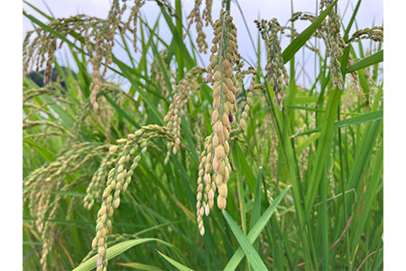 令和7年度 新米 ゆうだい21 白米 5㎏ (25-035)