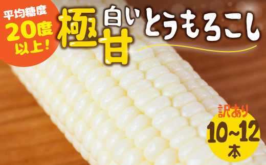 【秋採れお届け】 平均糖度20度以上 白い極甘とうもろこし 10～12本 鮮度保持袋無し