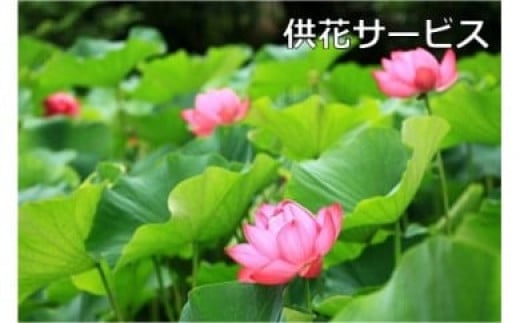 
ご先祖見守りサービス：供花サービス～お墓の管理をお手伝いします～
