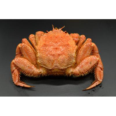 ふるさと納税 網走市 訳あり企画・かにやの活〆茹で毛蟹1尾約300g |  | 01