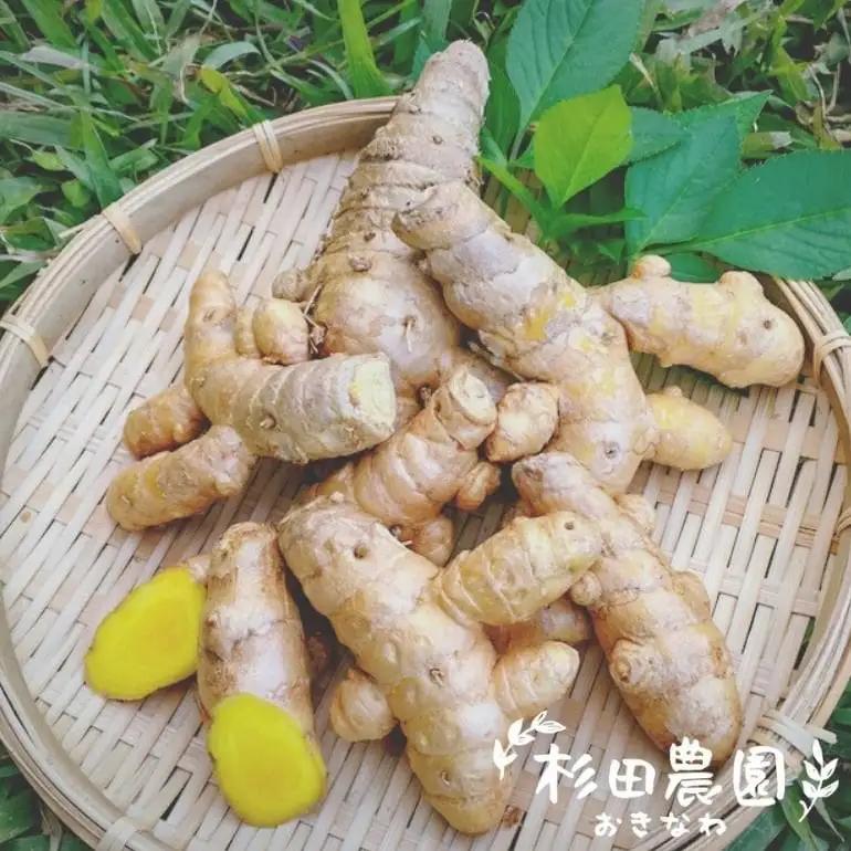 沖縄県 糸満産 春ウコン 粉末 200g ( 100g x 2個 ) セット ウコン 栽培期間中農薬除草剤不使用 粉末タイプ うこん 姜黄 キョウオウ ウコンパウダー パウダー 粉 ウコン粉末 お酒 