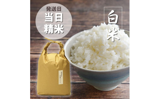 ＜令和7年産＞福岡県産【特A】評価のお米「元気つくし」5kg×1袋 [5kg] [白米]