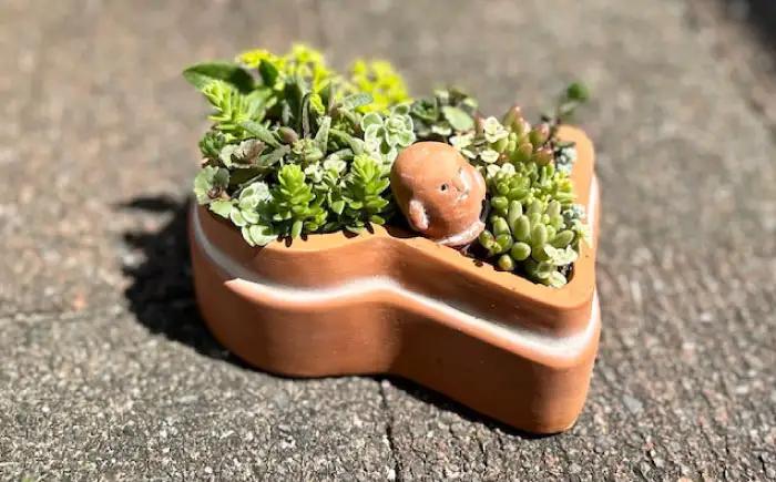 多肉植物 寄せ植え 前方後円墳型 多肉植物 BLAW008