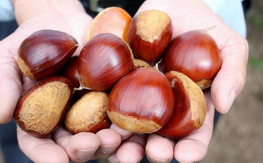 京丹波町が誇る特産品「丹波くり」。大粒で甘みが強く、ホクホクした食感が特長です。