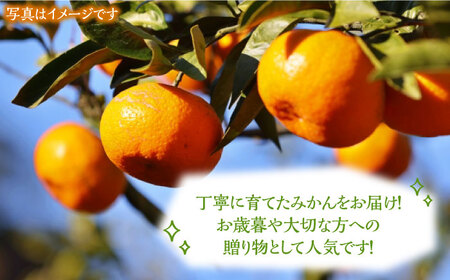 ミカン 青島 10kg《豊前市》【山田農場 フルーツランド】ミカン みかん 青島みかん [VCY012]